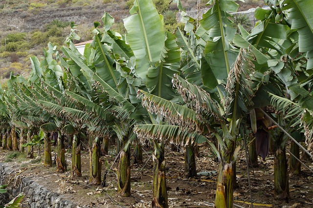 banana plantation