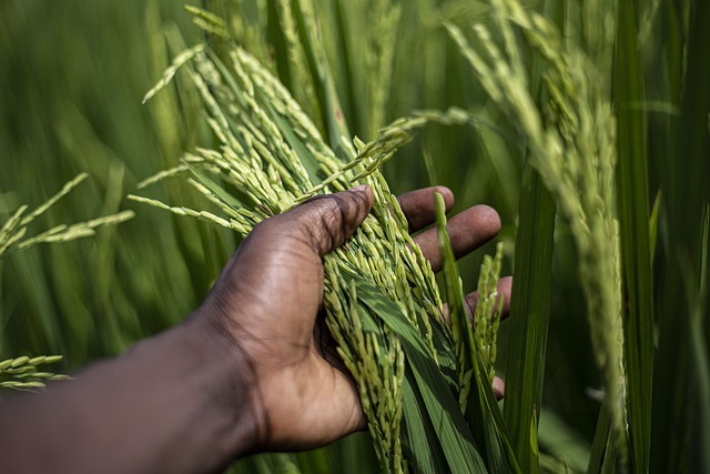 rice-7176354_640